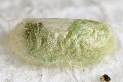 Pristiphora appendiculata