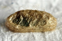 Pristiphora appendiculata