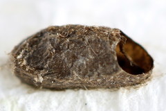 Pristiphora appendiculata