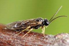 Pristiphora appendiculata