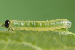 Pristiphora appendiculata