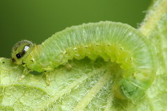Pristiphora appendiculata