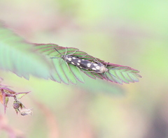 Eretmocera impactella