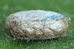 Pristiphora appendiculata