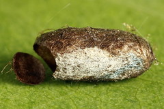 Pristiphora appendiculata