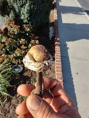 Macrolepiota