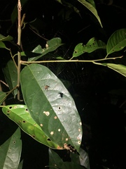 Micrathena acuta