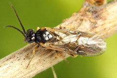 Pristiphora appendiculata