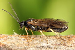 Pristiphora appendiculata