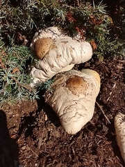Macrolepiota