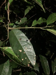 Micrathena acuta