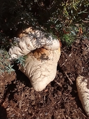 Macrolepiota