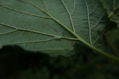 Malacocoris chlorizans