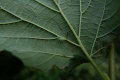 Malacocoris chlorizans