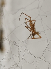 Parasteatoda tepidariorum