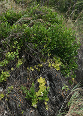 Alyxia spicata