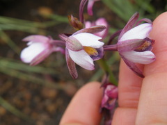 Eulophia hians