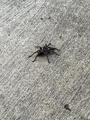 Aphonopelma seemanni