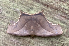 Eutomopepla rogenhoferi