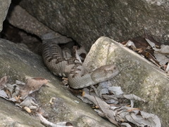 Vipera ammodytes