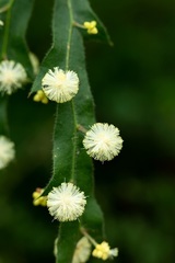 Acacia alata