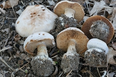 Cortinarius scaurotraganoides