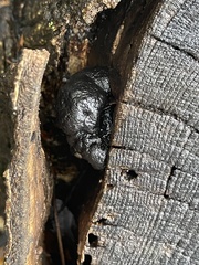 Camarops petersii