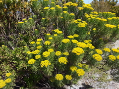 Hymenolepis