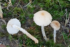 Lepiota oreadiformis