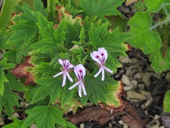 Pelargonium citronellum