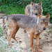 Iberian Wolf - Photo (c) Gérard van Drunen, some rights reserved (CC BY)