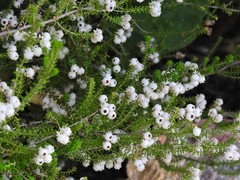 Erica formosa