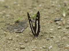 Metamorpha elissa