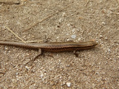 Cryptoblepharus eximius