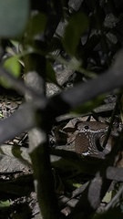 Lycodon anamallensis