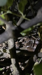 Lycodon anamallensis