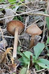 Inocybe cicatricata
