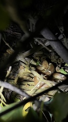 Lycodon anamallensis