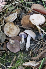 Cortinarius spilomeus
