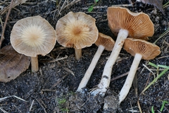 Cortinarius albocyaneus