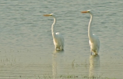Ardea alba