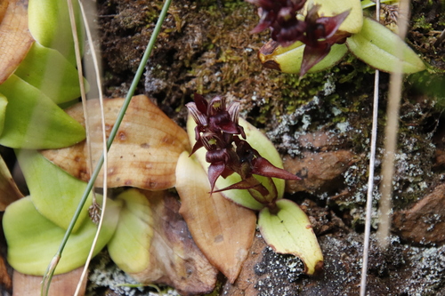 Image of Bracket Satyre (Satyrium bracteatum) by (c) Tony Rebelo, some rights reserved (CC BY-SA)