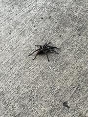 Aphonopelma seemanni