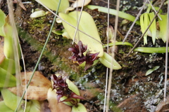 Satyrium bracteatum