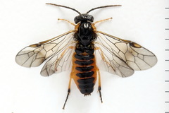 Pristiphora conjugata