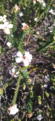 Adenandra obtusata