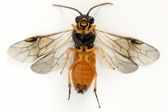 Pristiphora conjugata