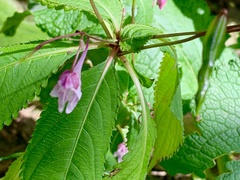 Impatiens devolii