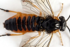 Pristiphora conjugata