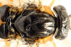 Pristiphora conjugata
